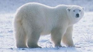 kutup ayısı 