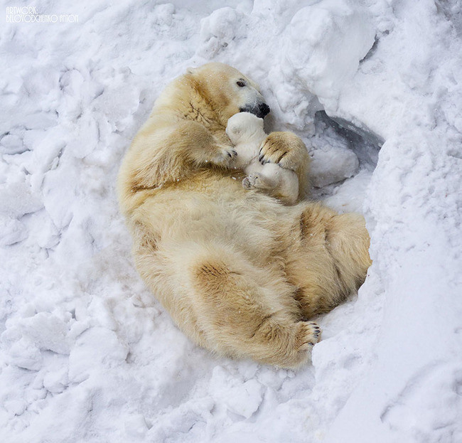 kutup ayıları 